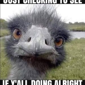 Meet your Posher, Alisa